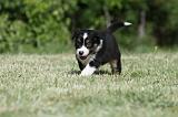 BERGER AUSTRALIEN PUPPIES 348